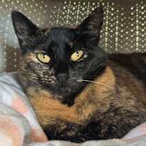 Thumbnail photo of Mama Bear #3