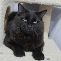 Thumbnail photo of PENNY in FOSTER #4