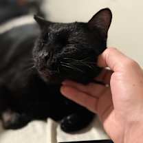 Thumbnail photo of Hathar #4