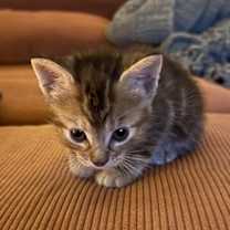 Thumbnail photo of Fish #2