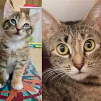 Thumbnail photo of Adorable Paulia & Polka Dot *Bonded Pair* #1