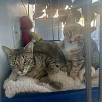 Thumbnail photo of Adorable Paulia & Polka Dot *Bonded Pair* #2