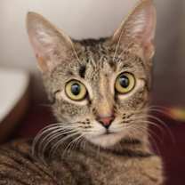 Thumbnail photo of Adorable Paulia & Polka Dot *Bonded Pair* #3