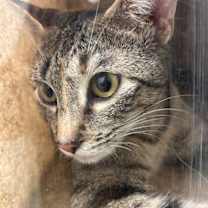 Thumbnail photo of Adorable Paulia & Polka Dot *Bonded Pair* #4