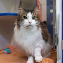 Thumbnail photo of Finn (Special Paws) #1