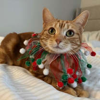 Thumbnail photo of Lumi #4