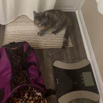 Thumbnail photo of Harmony #3