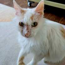 Thumbnail photo of Purrsephone #1