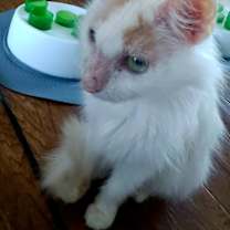 Thumbnail photo of Purrsephone #2