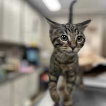 Thumbnail photo of Nepolean #2