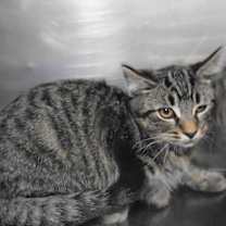 Thumbnail photo of Nepolean #3