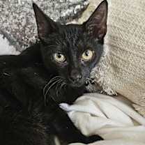 Thumbnail photo of Frida Kahlo #1