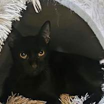 Thumbnail photo of Frida Kahlo #2