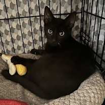 Thumbnail photo of Frida Kahlo #3