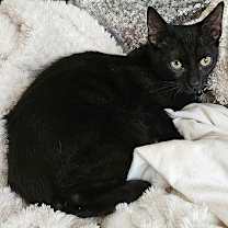 Thumbnail photo of Frida Kahlo #4