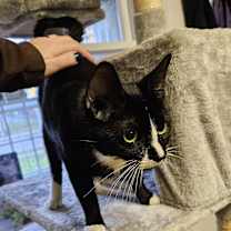 Thumbnail photo of Sugarbee #4