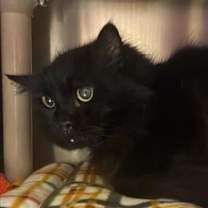 Thumbnail photo of Cerbeus #1