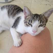 Thumbnail photo of Ice #1