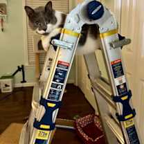 Thumbnail photo of Bo #2