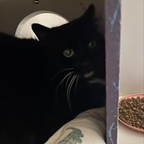 Thumbnail photo of Ophelia  #3