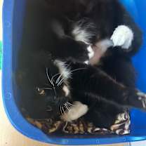 Thumbnail photo of Ophelia  #4