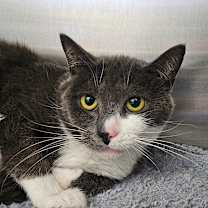 Thumbnail photo of Shi aka Josina #1