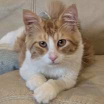 Thumbnail photo of Tonto #1