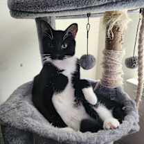 Thumbnail photo of Taquito #3