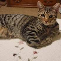 Thumbnail photo of Chunk #3