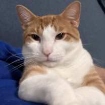 Thumbnail photo of Stryper #1