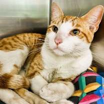 Thumbnail photo of Stryper #3