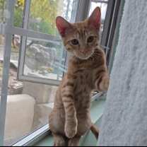 Thumbnail photo of Dennis (Bonded to Darcy) #1