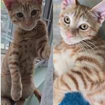 Thumbnail photo of Dennis (Bonded to Darcy) #2