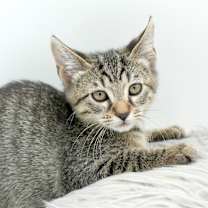 Thumbnail photo of Zander #1