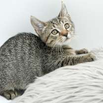 Thumbnail photo of Zander #2