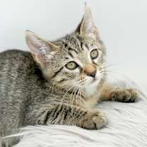 Thumbnail photo of Zander #3