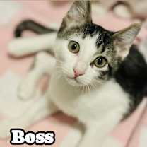 Thumbnail photo of Boss #1