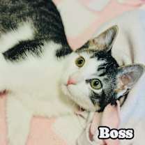 Thumbnail photo of Boss #2