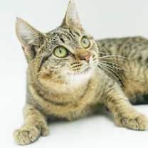 Thumbnail photo of Mouse #2