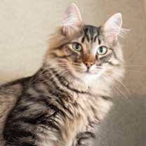 Thumbnail photo of Acorn #3