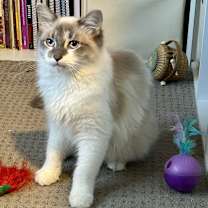 Thumbnail photo of Cottontail #1