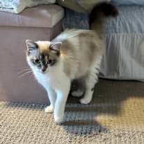 Thumbnail photo of Cottontail #3