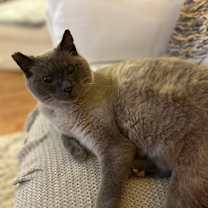 Thumbnail photo of Big Boy #1