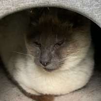 Thumbnail photo of Big Boy #2