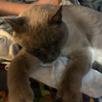 Thumbnail photo of Big Boy #3