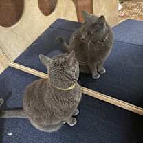 Thumbnail photo of Howie #2