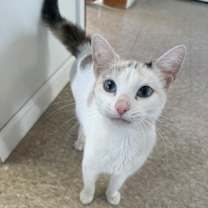 Thumbnail photo of Hera #1