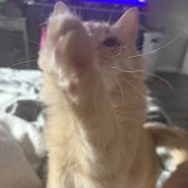 Thumbnail photo of Foolio #2