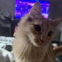 Thumbnail photo of Foolio #4