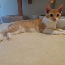 Thumbnail photo of Oak #1